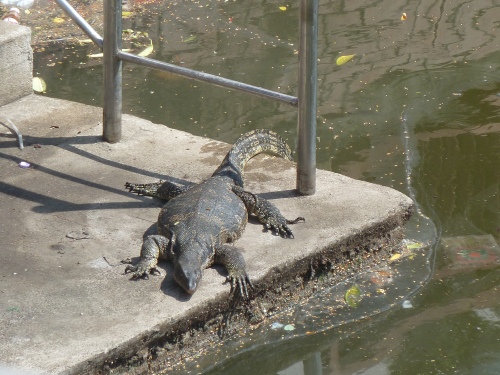 Water Monitor in the Canals of Bangkok. Gross.