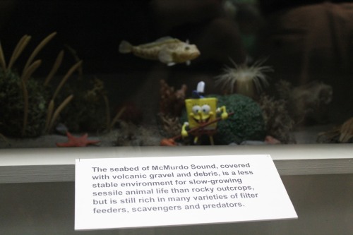 We Know: Crappy Picture. Somehow SpongeBob Snuck into an Underwater Diorama.